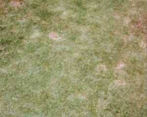 Is Dog Poop Really That Bad for Your Lawn? (Short Answer: Yep.)
