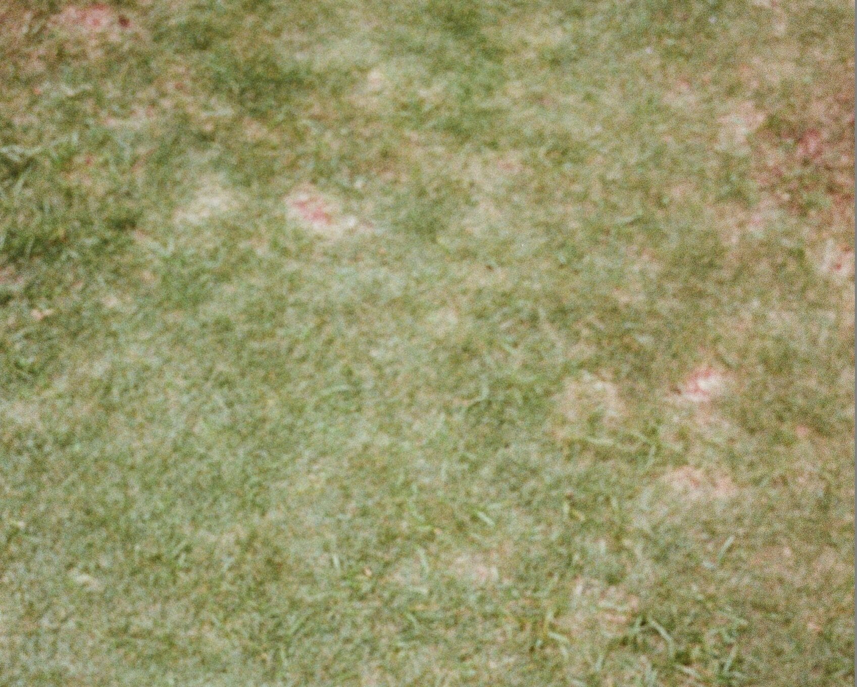 Is Dog Poop Really That Bad for Your Lawn? (Short Answer: Yep.)