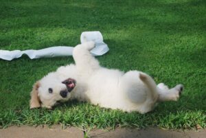 How Often Should You Scoop Your Yard?