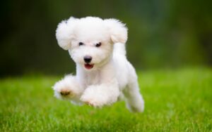 What Does Dog Poop Removal Cost in Northern Kentucky? (And What You Should Be Getting for Your Money)